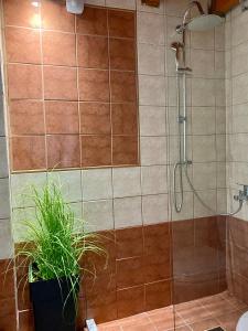 a bathroom with a shower with a plant at A&D Houses No3 in Patra +20 photos