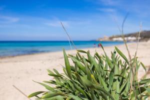 a plant on the beach with the ocean in the background at Rifugio del Sole in Cutrofiano