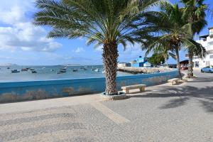 a palm tree on a sidewalk next to the ocean at Mistura Fina in Sal Rei
