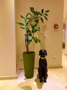 a black dog sitting next to a potted plant at Mit Hotel Tbilisi in Tbilisi City +222 photos