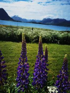 a group of purple flowers in a field at BanPim Beachside Lofoten in Ramberg