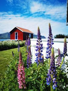 a garden with purple and purple flowers in front of a red house at BanPim Beachside Lofoten in Ramberg