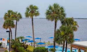 a view of a swimming pool with palm trees and blue umbrellas at Waterfront, Sunset views from balcony, Heated pool in Tampa +7 photos