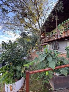 a bunch of plants on the side of a building at Pousada Recanto das Chalanas in Corumbá +23 photos