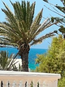 a palm tree in front of the ocean at maison hajji in Mezraya