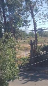 a fence with some animals in a field at Lamaison in Talca