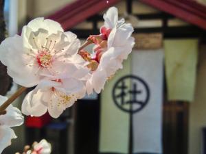 a close up of white flowers on a tree at The Otaornai Backpacker's Hostel Morinoki in Otaru