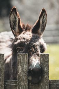 a donkey is looking over a wooden fence at Blasigsuite Blasighof in Racines
