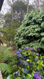 a large green bush with purple and blue flowers at Cradle Gateway Chalets in Moina