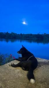 a dog sitting on a rock next to a body of water at บ้านสวนริมอ่าง in Phayao