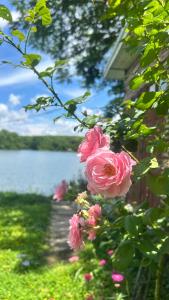 a pink flower on a tree with a view of a lake at บ้านสวนริมอ่าง in Phayao