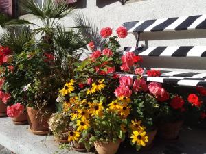 a bunch of flowers in pots on a bench at Little Flowerpot in Unterseen