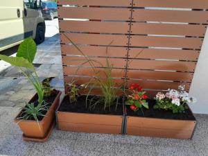 a couple of pots with plants in them at Leni in Ierissos +3 photos