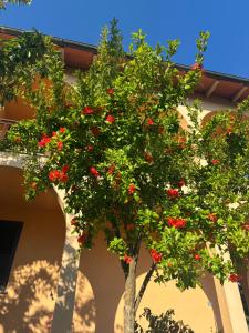 a tree with red flowers in front of a building at Il loggiato del chianti in Cavriglia