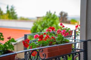 zwei Blumentöpfe mit roten Blumen auf einem Balkon in der Unterkunft Monte Vedetta in Sliven