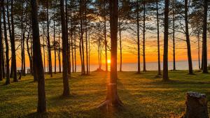 a sunset over the ocean through a forest of trees at ''Jūras Mala'' in Labrags