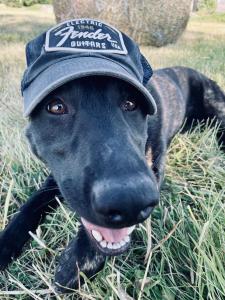 a black dog laying in the grass wearing a hat at Rockin 70's Lodges in Barbey-Séroux