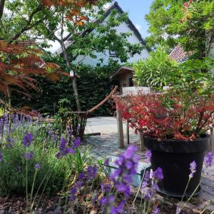 a garden with flowers and plants in a yard at Logies op Dreef in Driebergen