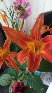 a group of flowers in a vase at RELAXViLLA MISKOLCTAPOLCA in Miskolc