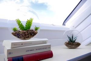 two plants sitting on books on a window sill at Ferien- Monteurwohnung in Zülpich in Zülpich