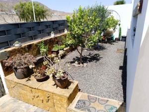 a garden with several potted plants on a wall at Villa Majada Del Aceitun in Gran Tarajal