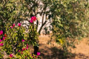 a bush of pink flowers with trees in the background at Residenze Camboni in Castiadas