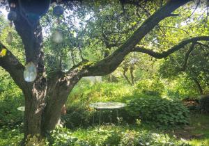 a picnic table under a tree in the grass at La Petite Ferme d'Autrefois in Saint-Georges-Nigremont +5 photos