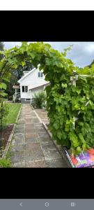 a large green hedge in front of a house at Skäralid, Söderåsen national park in Ljungbyhed