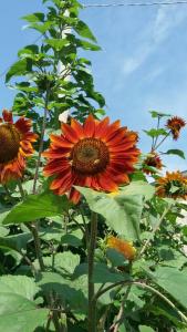 a group of sunflowers in a field at B&B Il Girasole in Camigliatello Silano