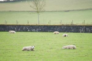 a herd of sheep grazing in a field at Snowdrop Lodge in Errol