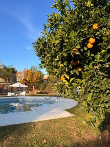 an orange tree next to a swimming pool at Hotel Soles de Lidia in Monte Cristo