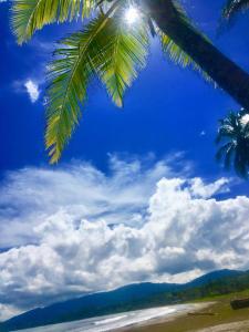a palm tree on a beach with a blue sky and clouds at PlayaMariaChiquita in Colón +32 photos