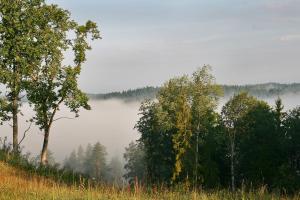a view of a foggy valley with trees on a hill at Kempings Ozolkalns in Cēsis