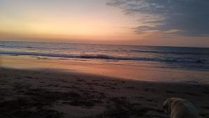 a dog standing on the beach at sunset at Loft5 matrimonial Playa Pocitas in Máncora