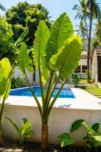 a plant with large leaves next to a swimming pool at Kelapa Lodge - Lombok - in Senggigi