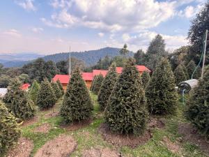 a group of christmas trees in a yard at Mi Refugio Mamre in Tlazala de Fabela