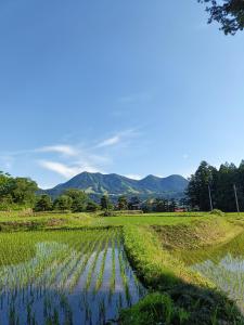 Ein Acker mit Getreide vor dem Hintergrund der Berge in der Unterkunft Otowa音和 in Kijimadaira