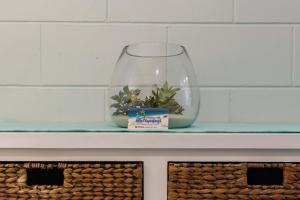 a glass vase with two plants in it on a shelf at Airlie Sun & Sand Accommodation #5 KIDS STAY FREE in Airlie Beach +42 photos