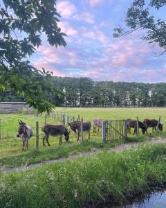 a group of animals grazing in a field next to a fence at Tiny House Porto op Domein Kiewit in Hasselt +1 photo