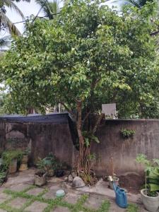 a tree in front of a concrete wall at GD Guest in Bentota