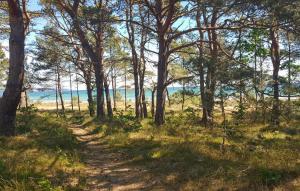 a dirt road through a forest with trees at Skipper in Binz