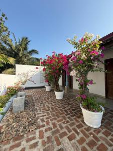 a row of potted plants on a patio at GODDESS Kandy in Kandy