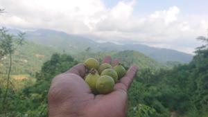 a person holding up a bunch of green fruit at Trekker's Lodge in Matale