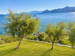 two trees in the grass near a body of water at Cliff Bay Hotel by GHH in Paleros