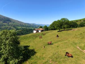 a group of cows laying on a grassy hill at Casa Rural Istikot in Errazu