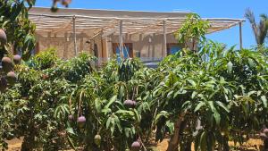 a house with a bunch of trees in front of it at Apartamentos Finca RiscoTierra in Arafo
