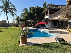 a cat standing next to a house with a swimming pool at Casa Fuente Ocean Villa in Santa María Colotepec