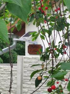a tree with red berries on it in front of a house at Marina Cottage in Enying