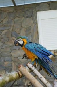 a colorful parrot sitting on a tree branch at Domki Piaskowa11 Palm Resort & Wellness - Basen, Jacuzzi, Balia, Sauna, Egzotyczne Papugi Ara in Łeba