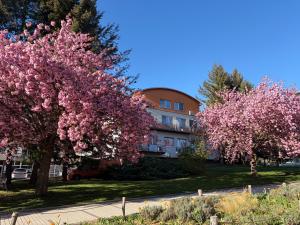two trees with pink flowers in front of a building at Apartment Absolon in Komín